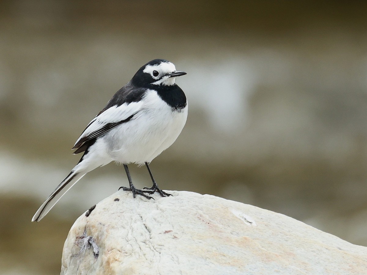 White Wagtail - ML646519933