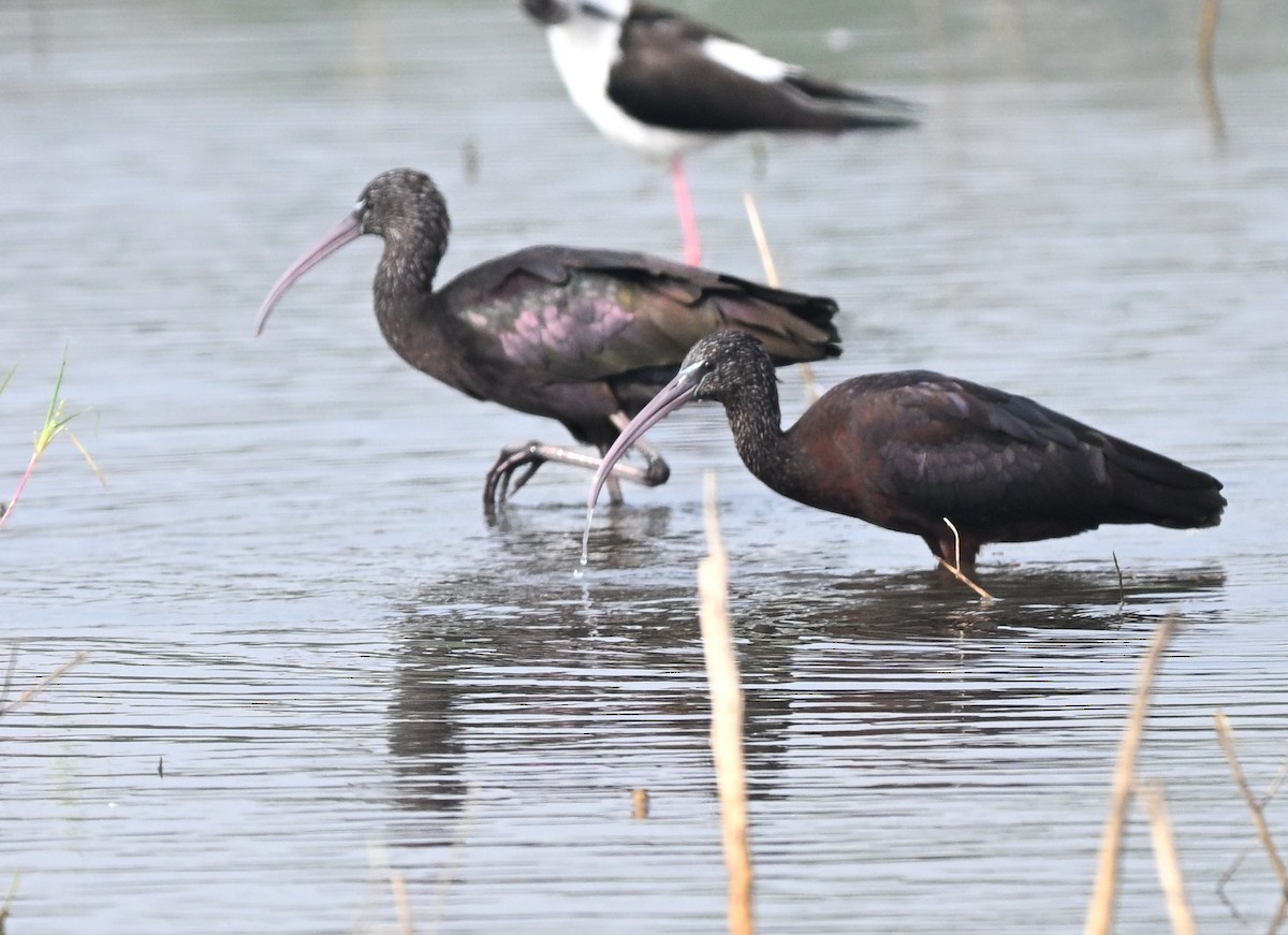 Glossy Ibis - ML646519934