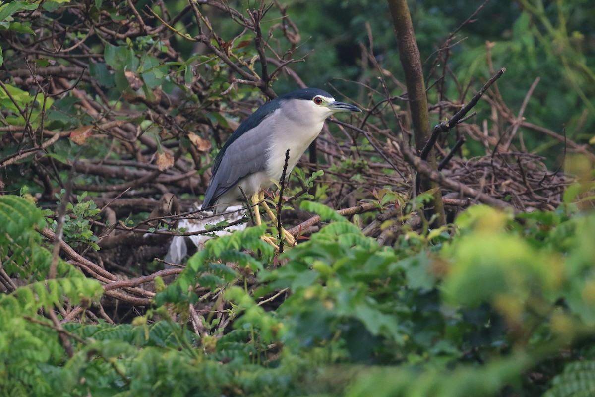 Black-crowned Night Heron - ML646519935