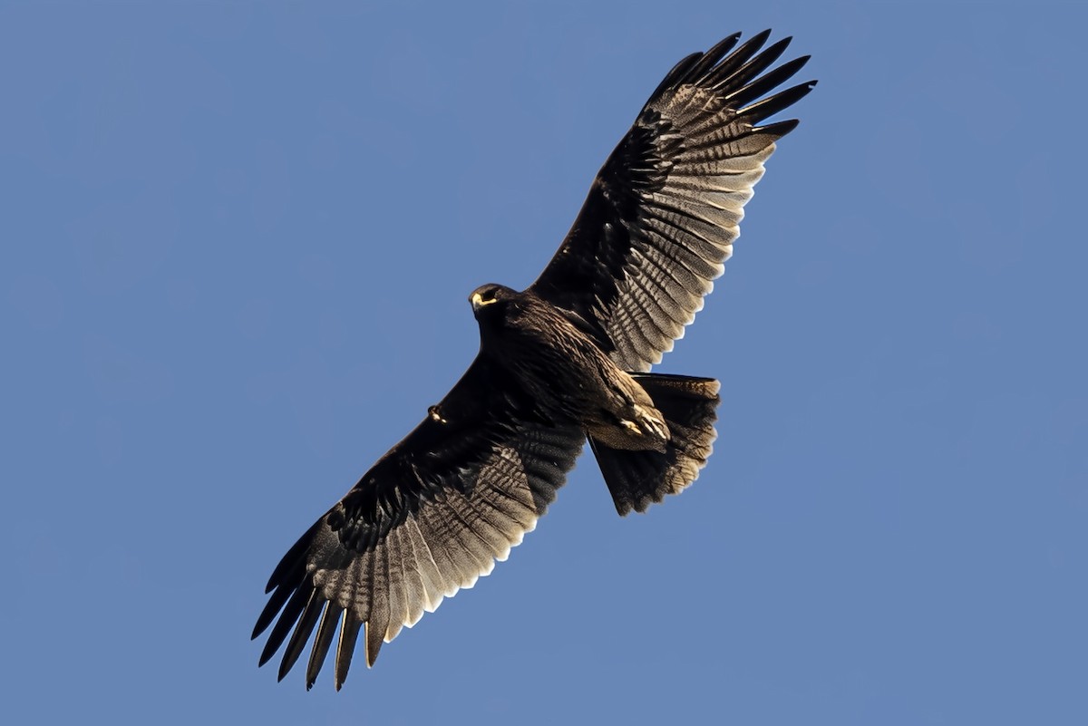 Підорлик великий - ML646519938