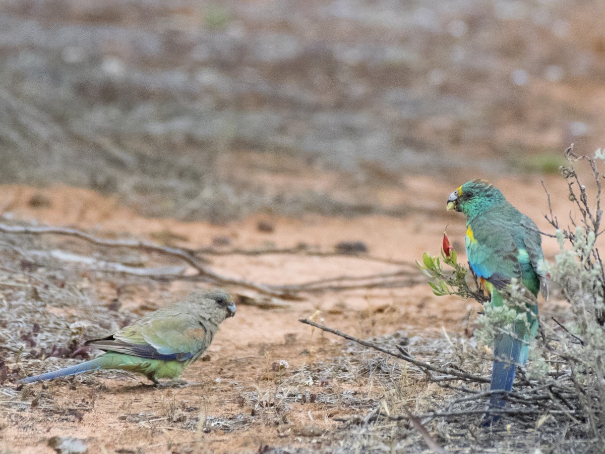 Разноцветный попугайчик - ML646519940