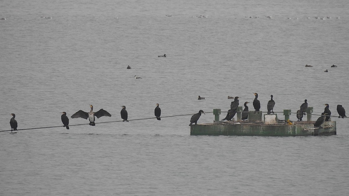 kormorán velký - ML646519942