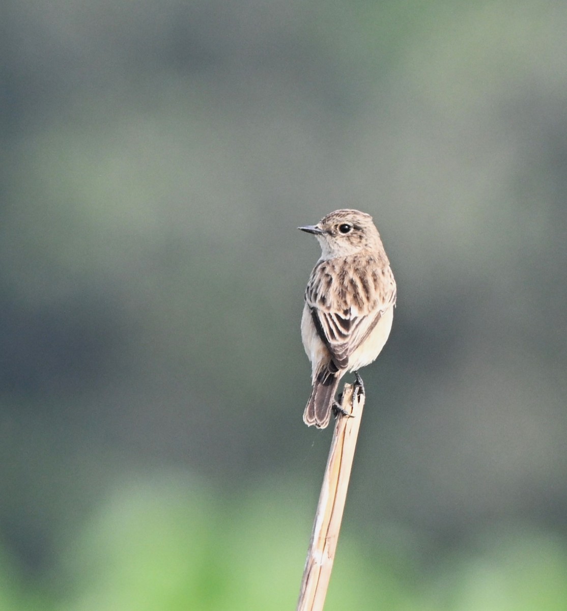 シベリアノビタキ - ML646519945