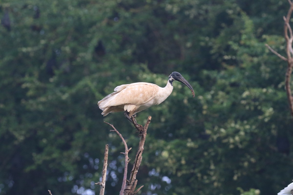 Black-headed Ibis - ML646519948