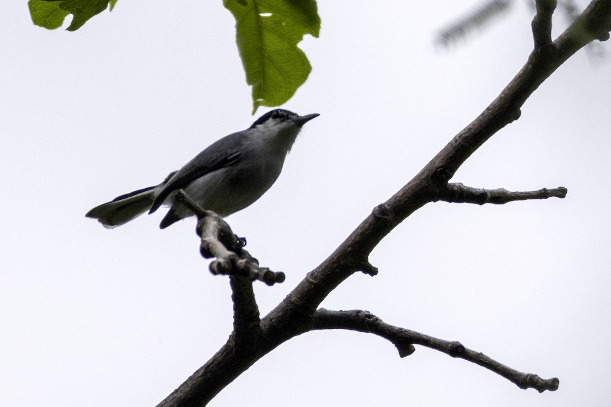 ホオジロズグロブユムシクイ - ML646519961