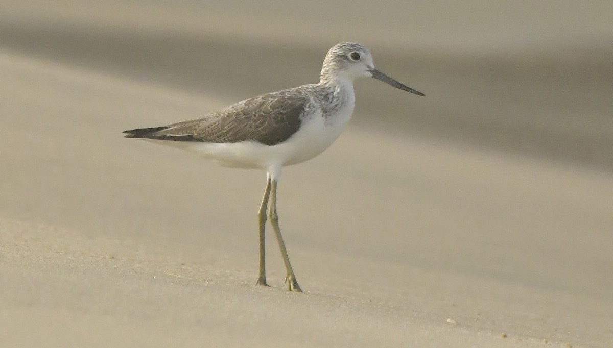 Common Greenshank - ML646519964
