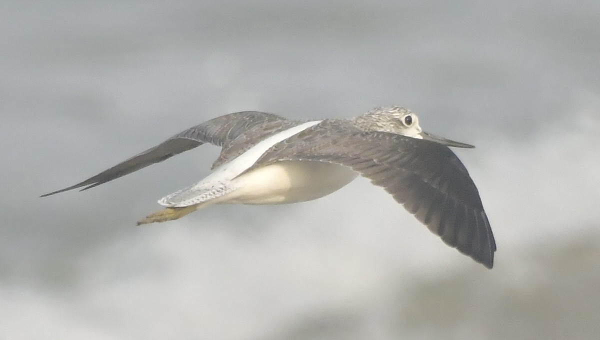 Common Greenshank - ML646519965