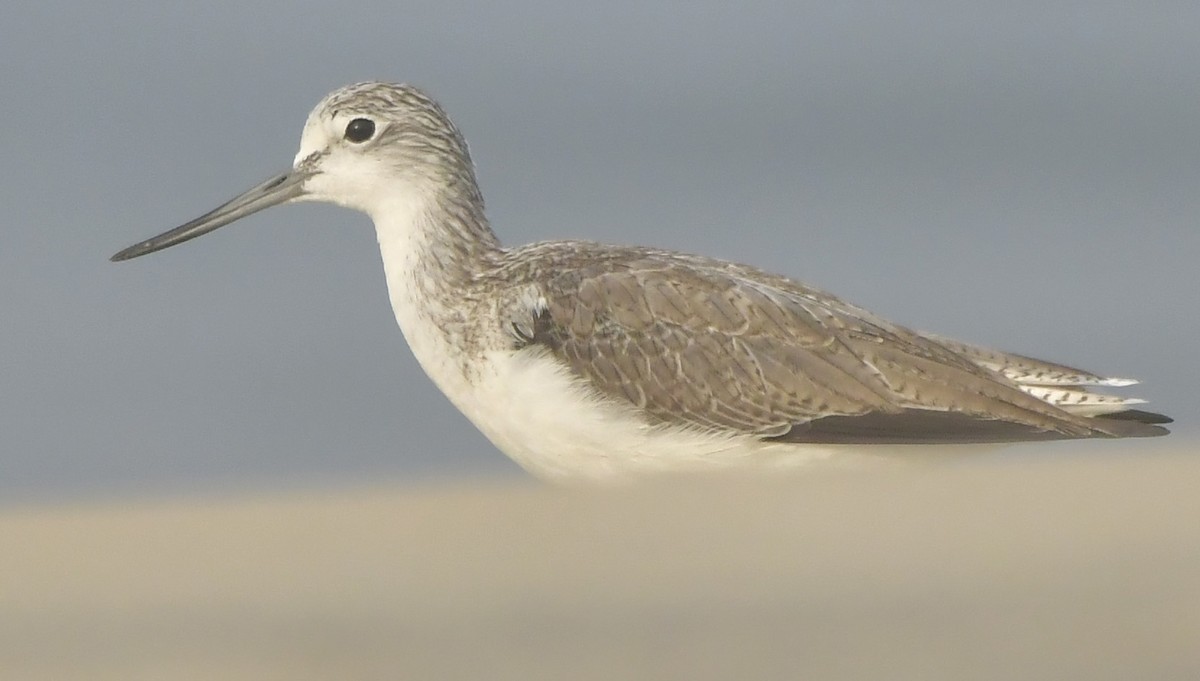 Common Greenshank - ML646519966