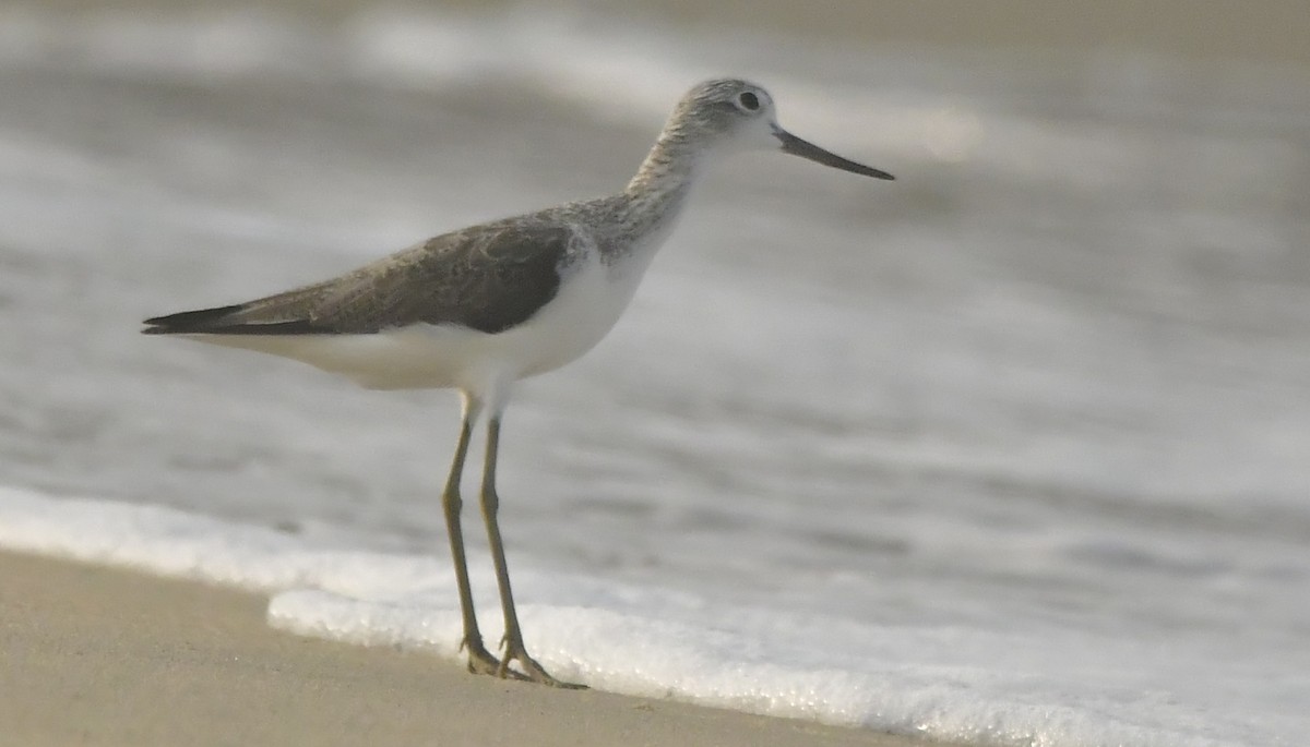 Common Greenshank - ML646519967