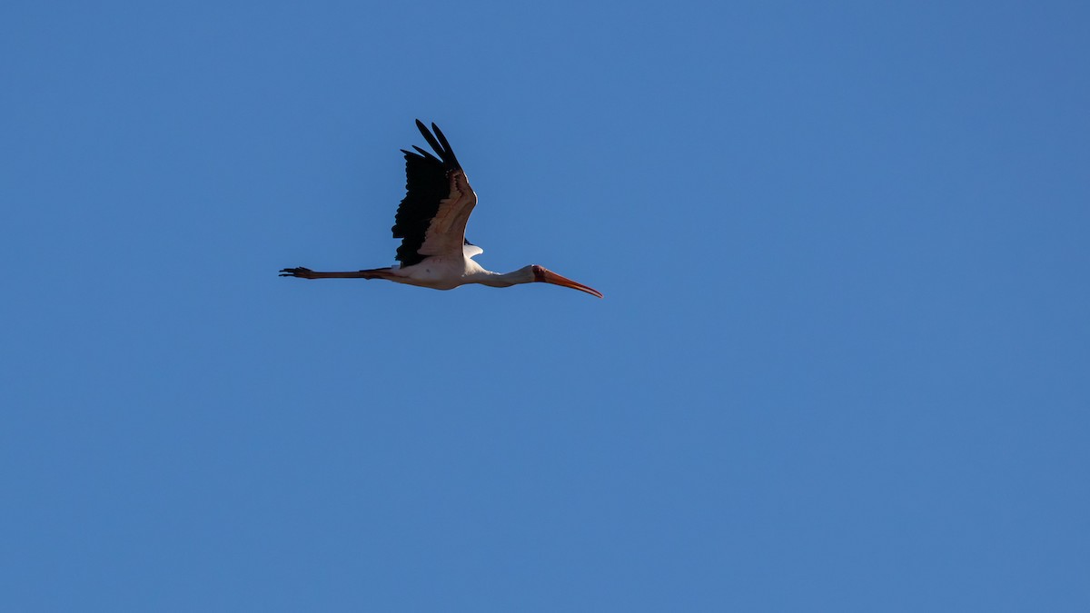 Yellow-billed Stork - ML646519971