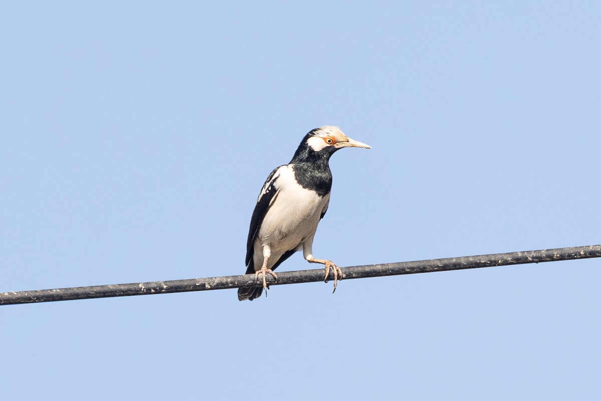 Шпак біловухий - ML646519972