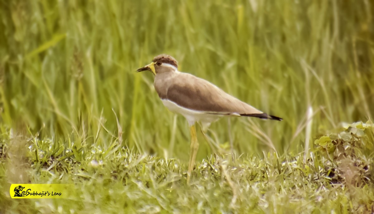 Yellow-wattled Lapwing - ML646519974