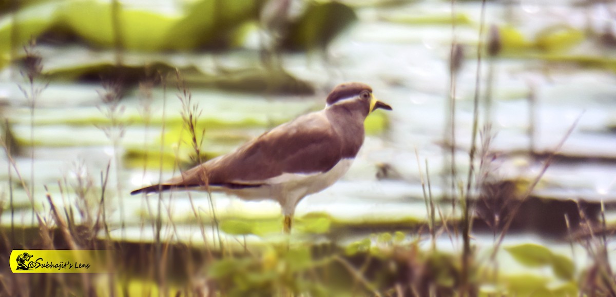 Yellow-wattled Lapwing - ML646519975
