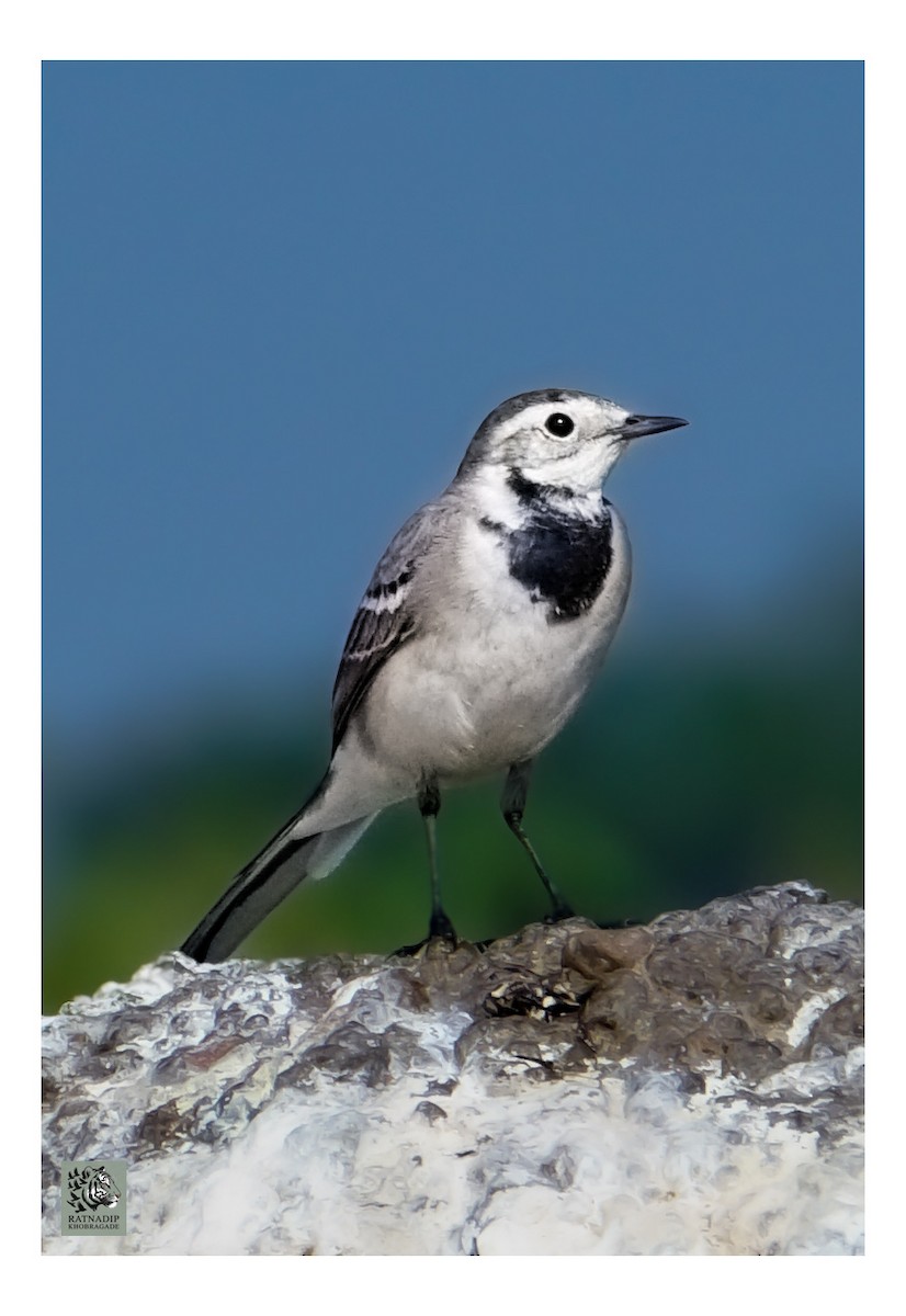 Lavandera Blanca - ML646519978