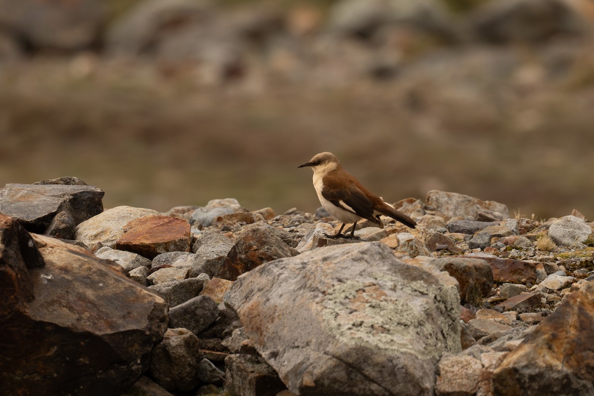 Weißbauch-Uferwipper - ML646519985
