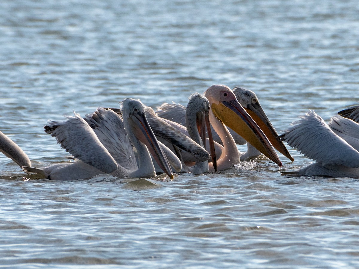 白鵜鶘 - ML646519986