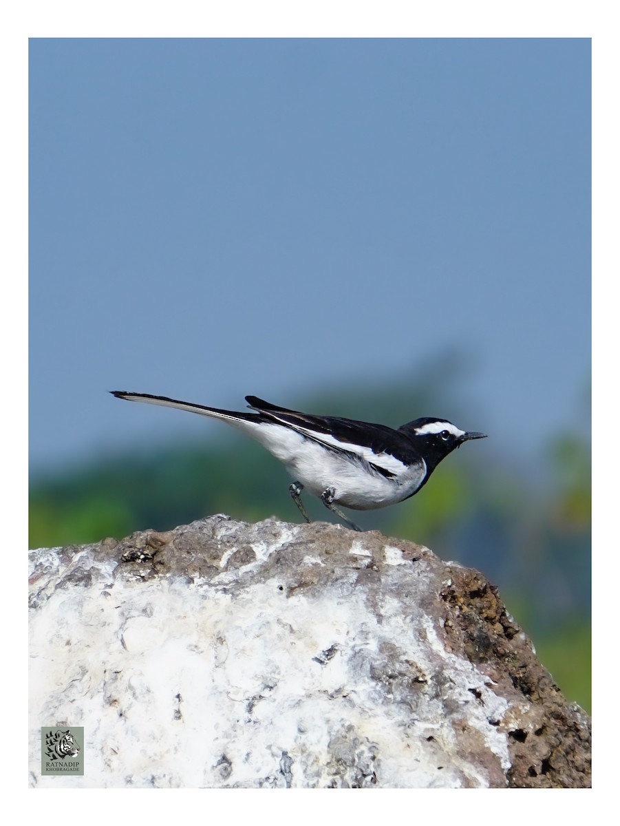 White-browed Wagtail - ML646519988