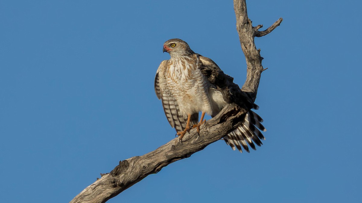 Gabar Goshawk - ML646519989