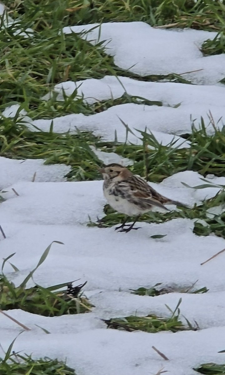 Lapland Longspur - ML646519993