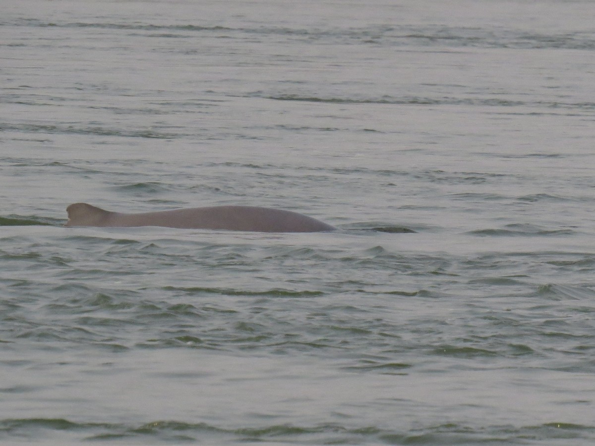 Irrawaddy Dolphin - ML646519994