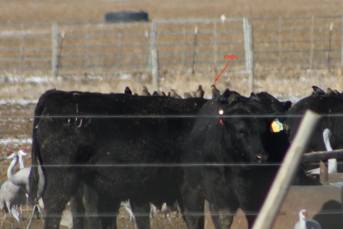 Тордо жовтоголовий - ML646519995