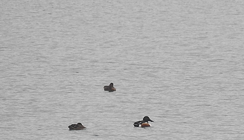 lžičák pestrý - ML646520001