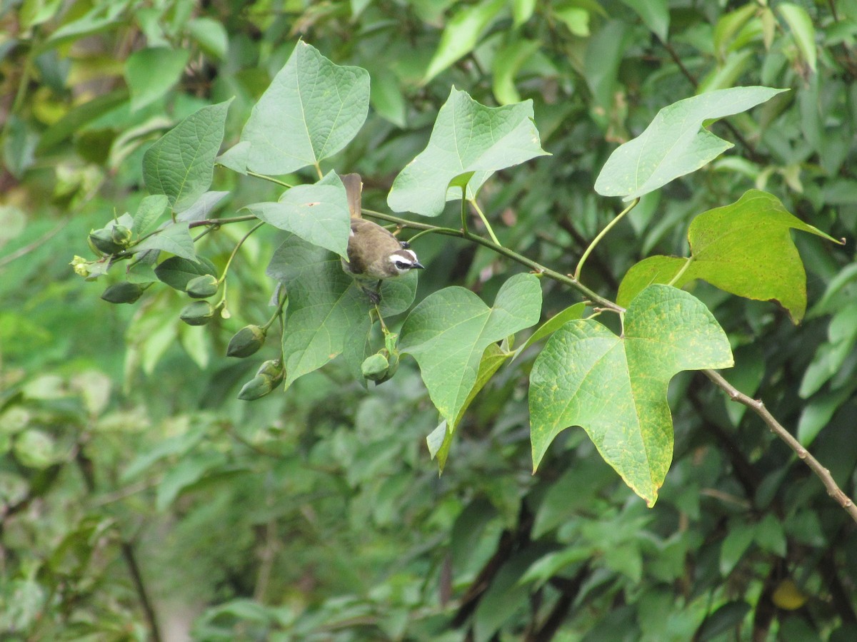 Yellow-vented Bulbul - ML646520009