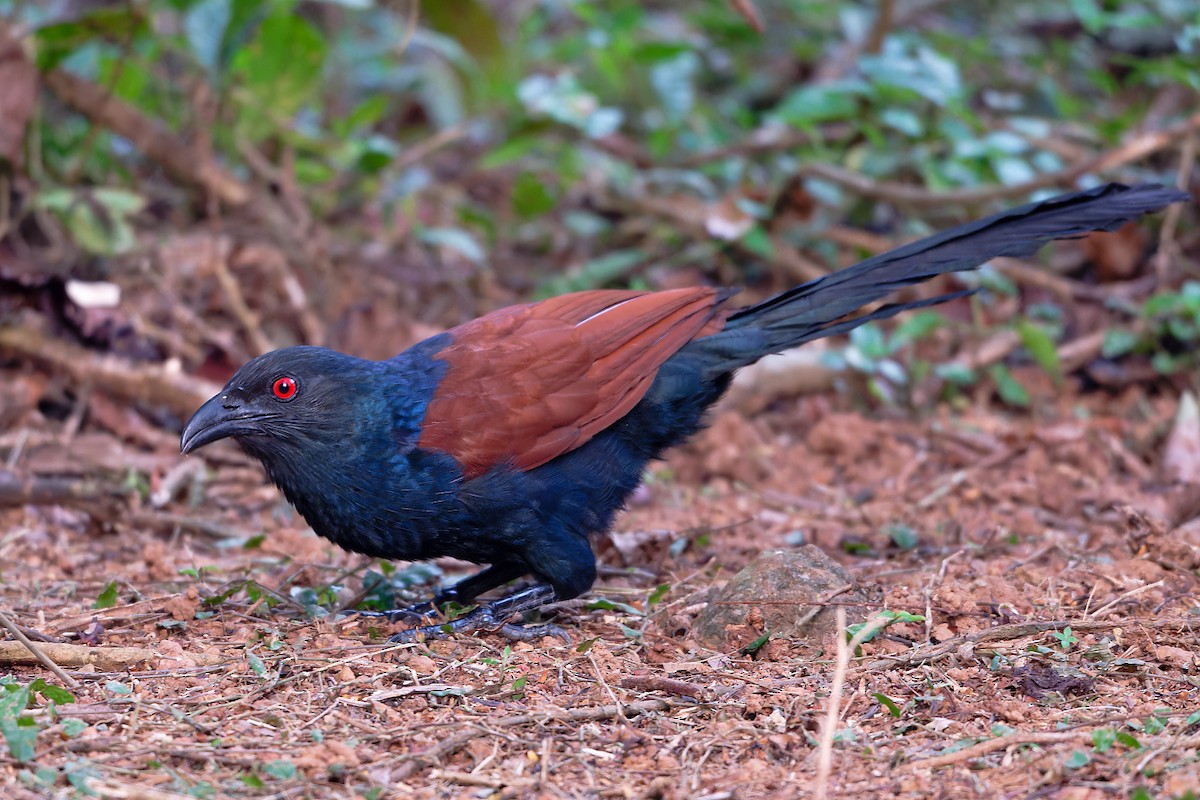 Greater Coucal - ML646520013