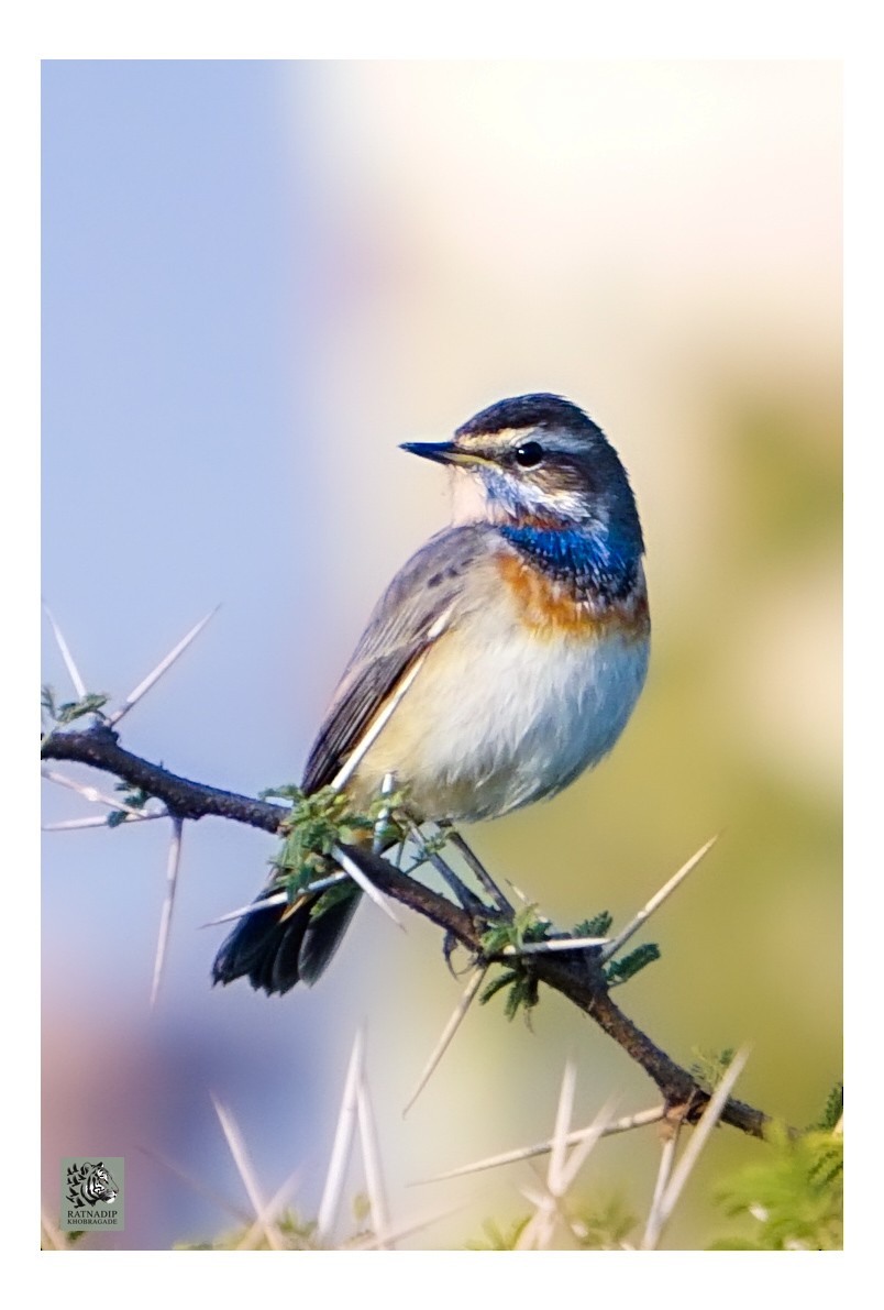 Ruiseñor Pechiazul - ML646520014