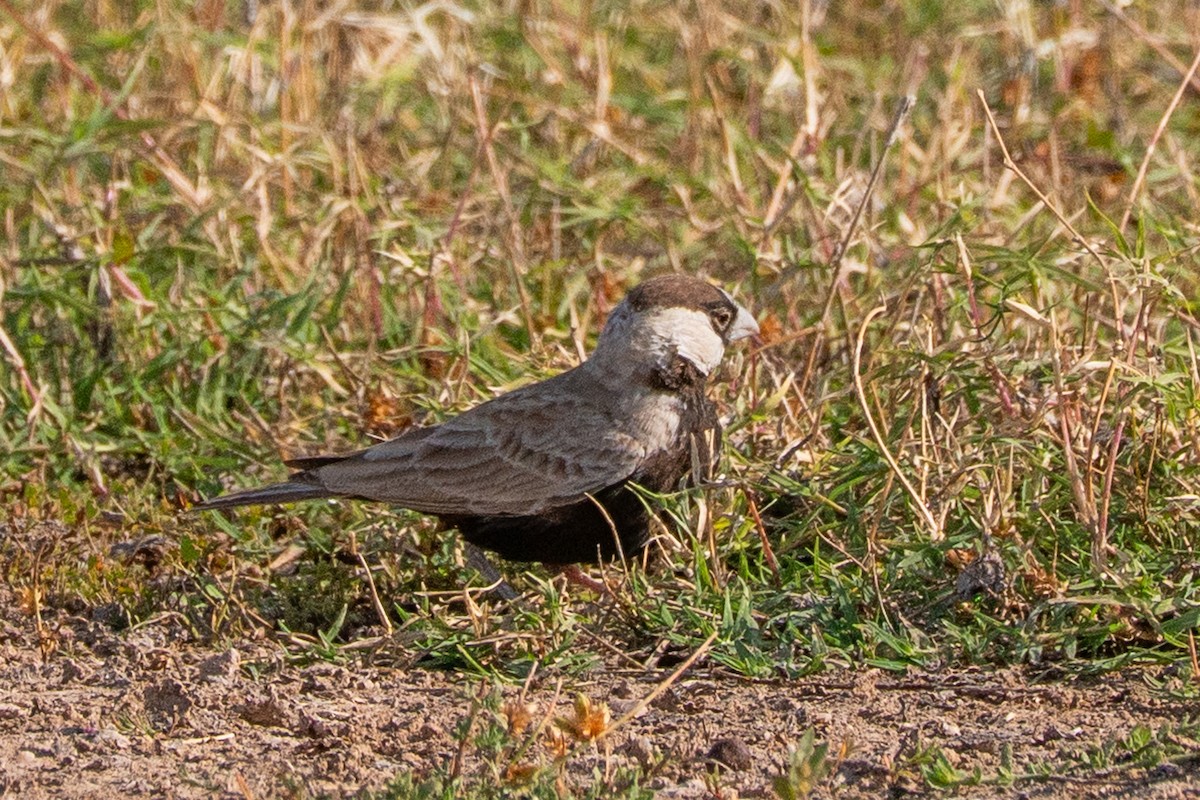 ズグロスズメヒバリ - ML646520015