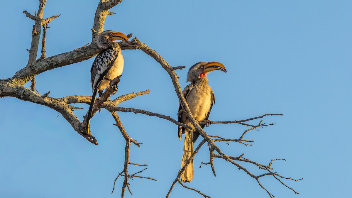 Southern Yellow-billed Hornbill - ML646520016