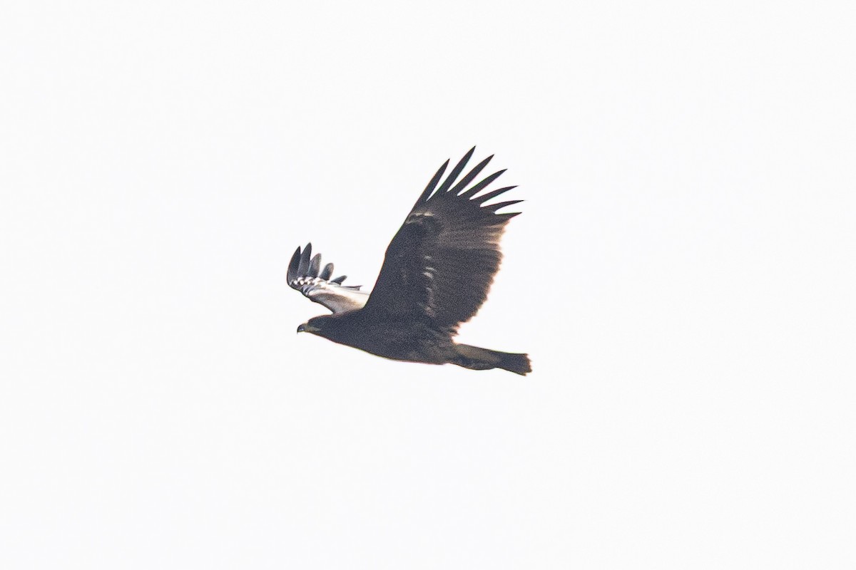 Підорлик великий - ML646520017