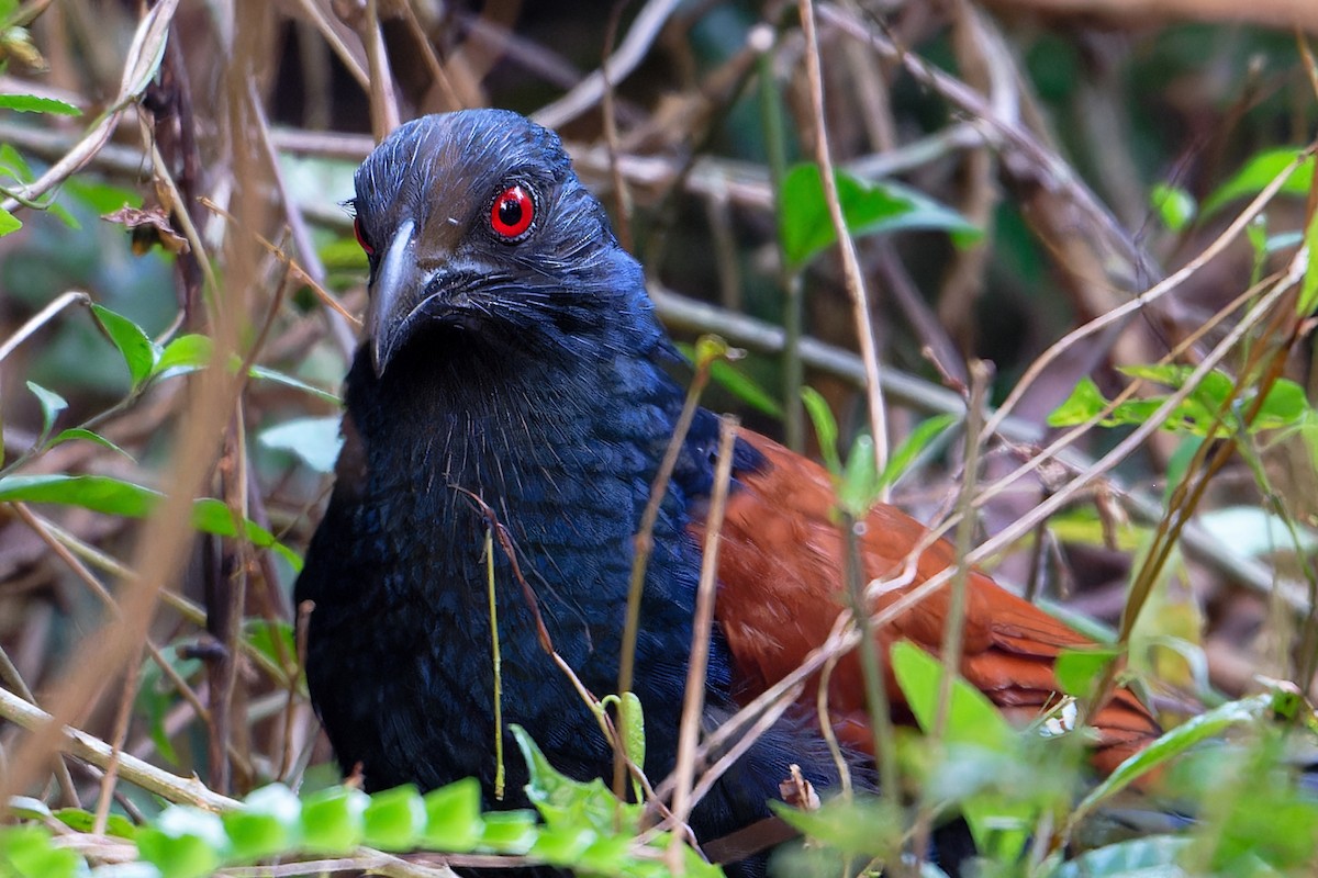 Greater Coucal - ML646520018