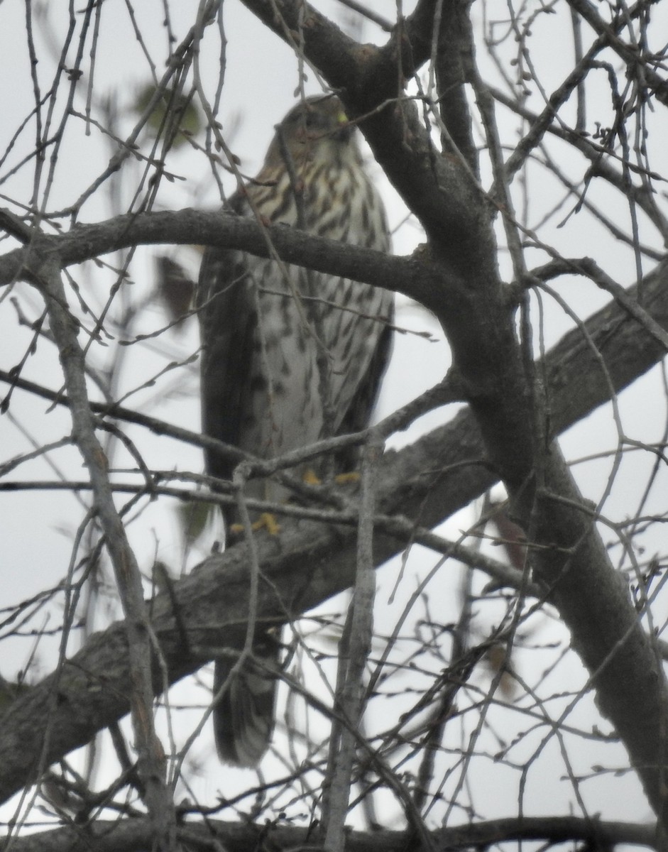 Cooper's Hawk - ML646520019