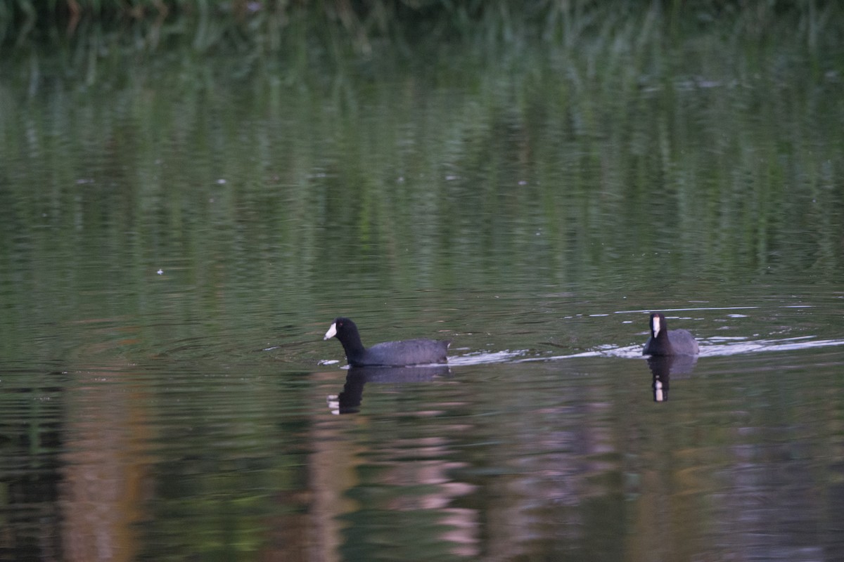 American Coot - ML646520020
