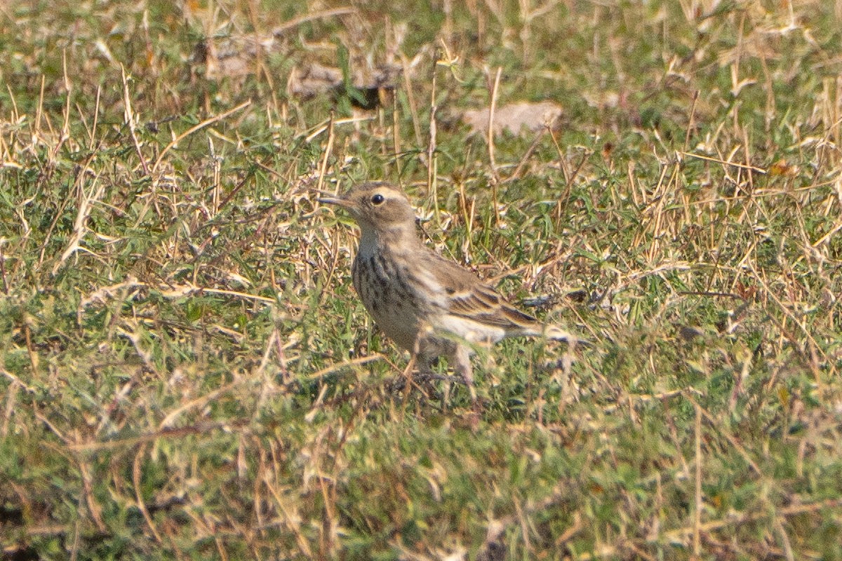 サメイロタヒバリ - ML646520021