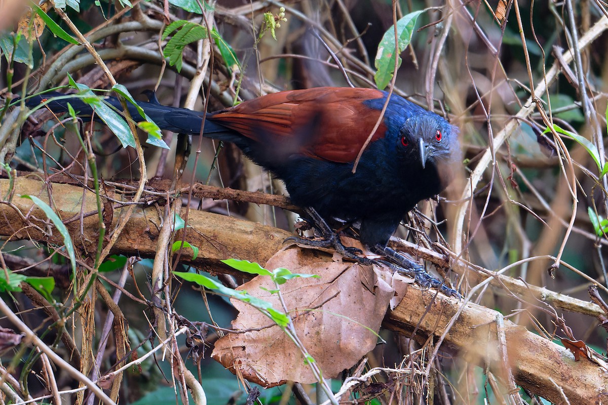 Greater Coucal - ML646520033