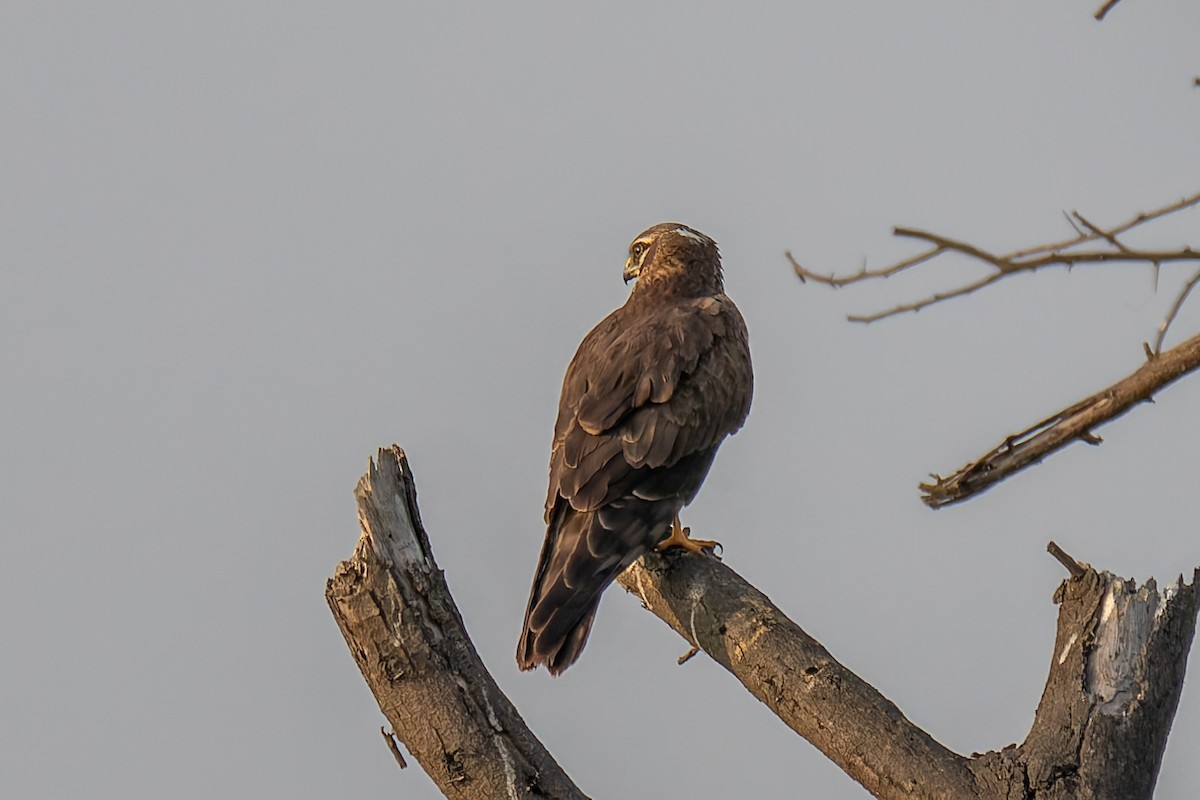 Pallid Harrier - ML646520034
