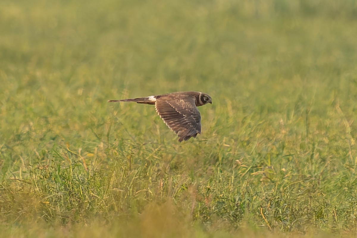 Pallid Harrier - ML646520035