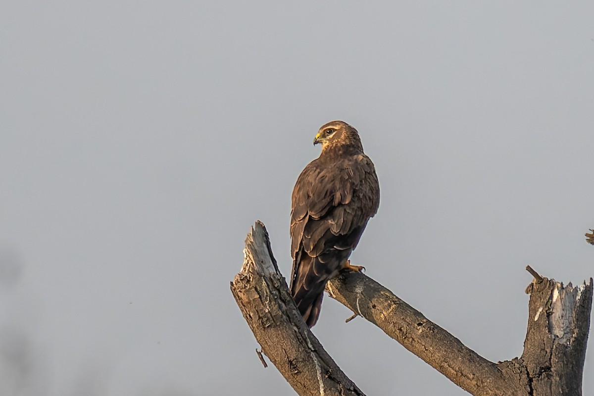 Pallid Harrier - ML646520036