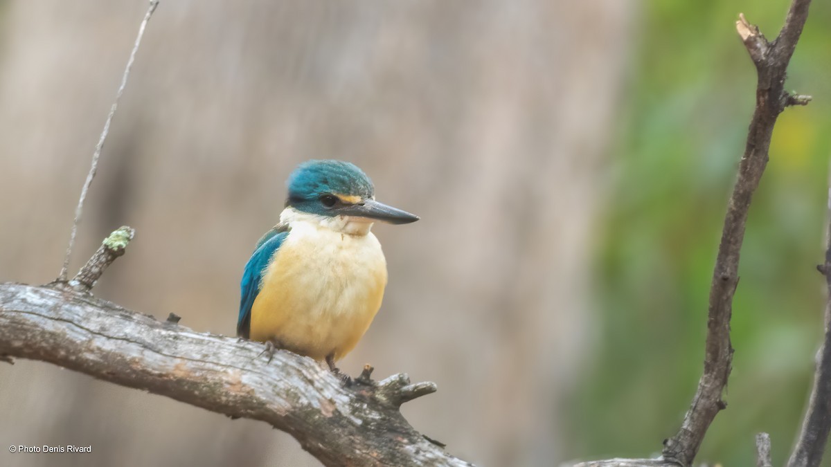 Sacred Kingfisher - ML646520037