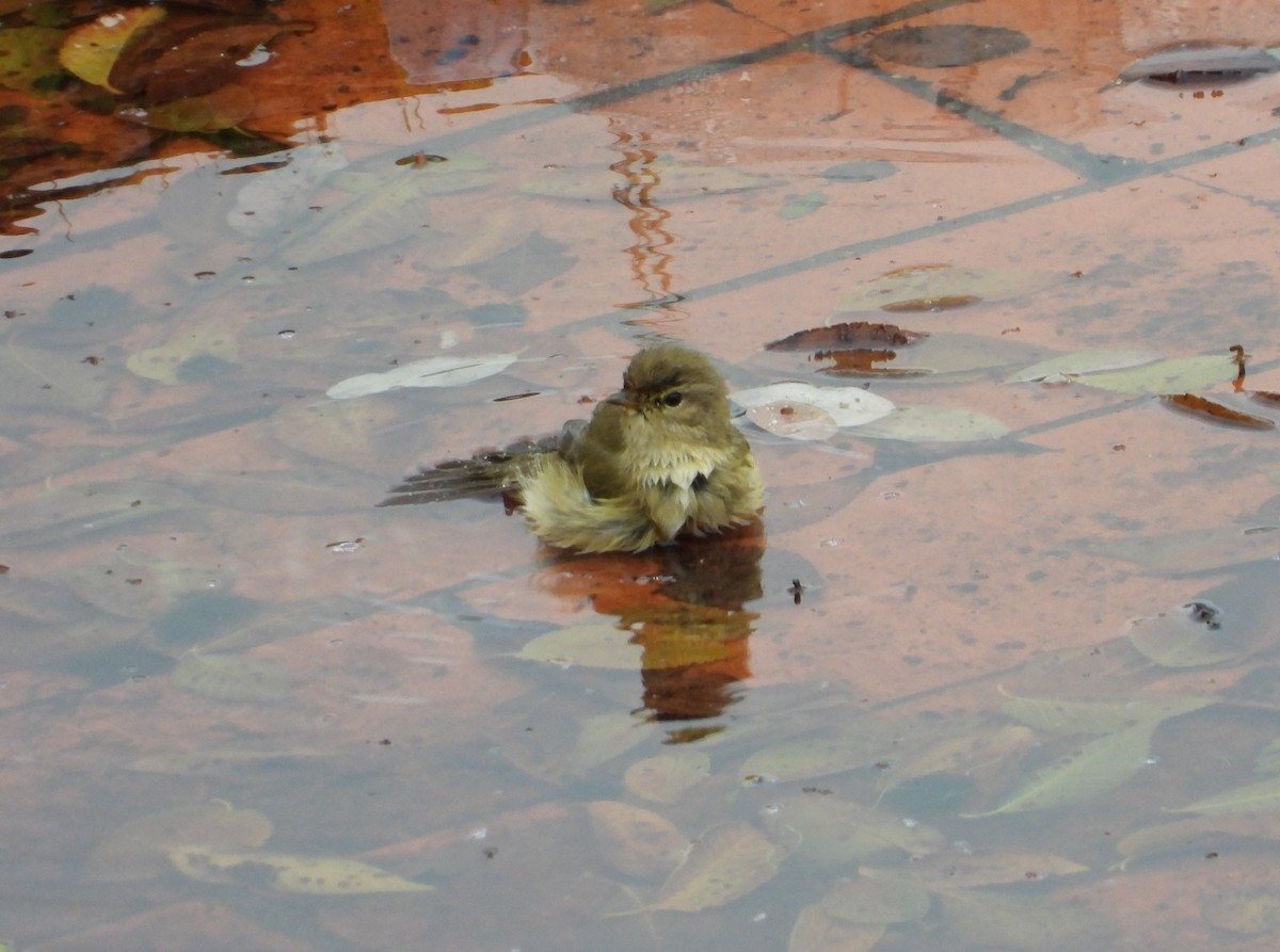 Common Chiffchaff - ML646520038
