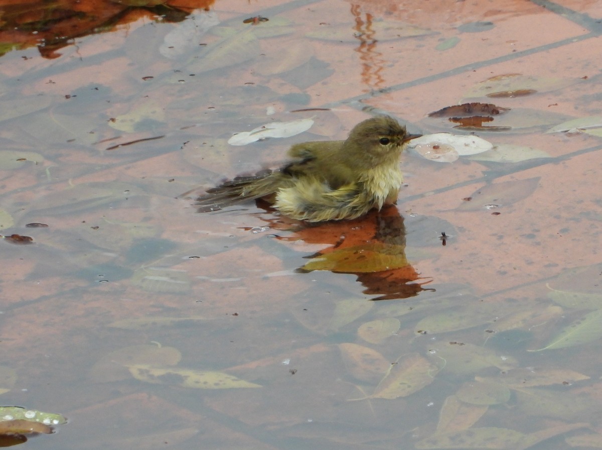Common Chiffchaff - ML646520039