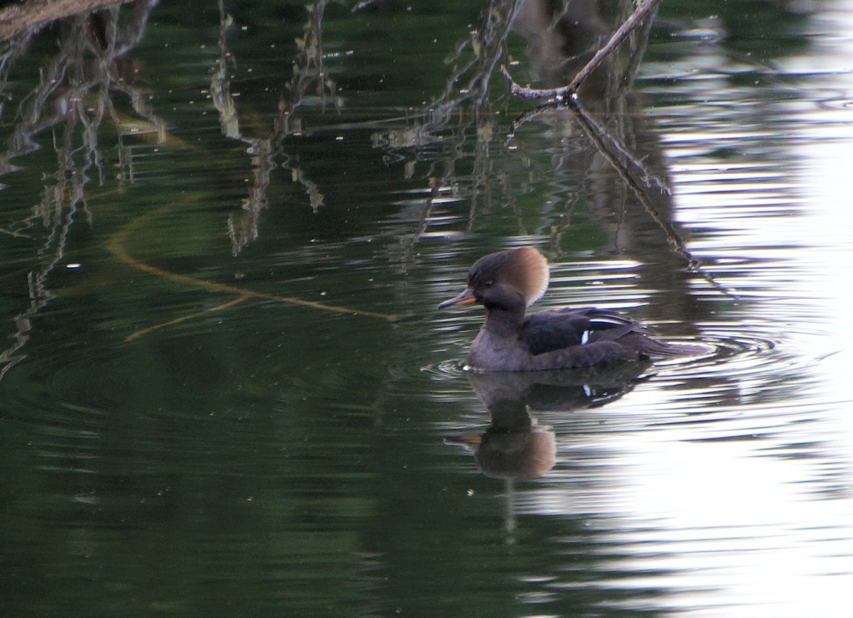 Hooded Merganser - ML646520041