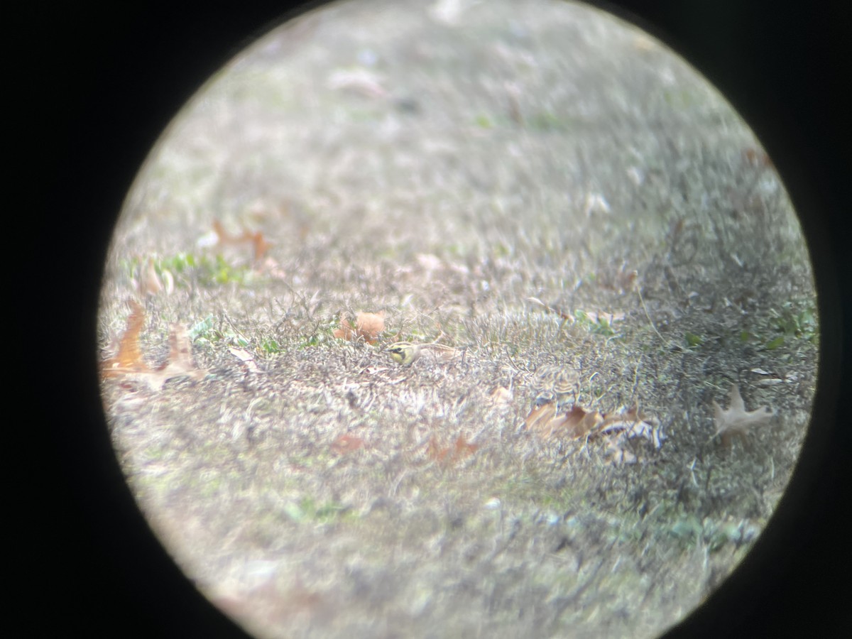 Horned Lark - ML646520042