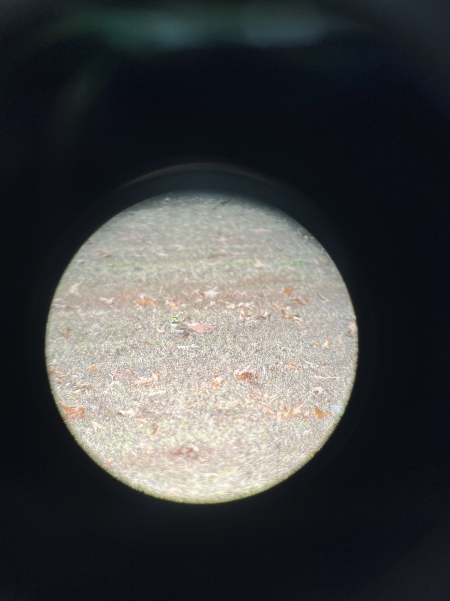 Horned Lark - ML646520043