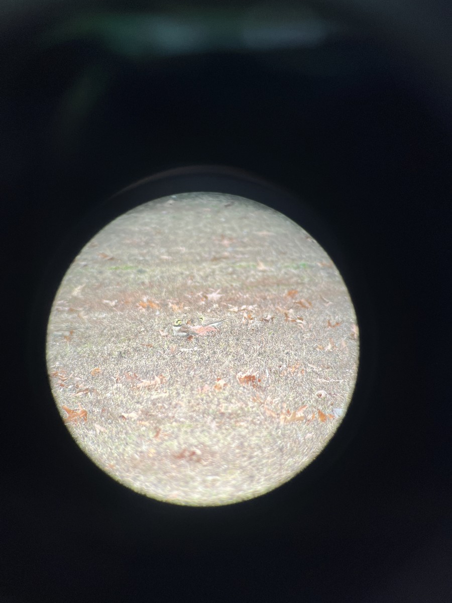 Horned Lark - ML646520044