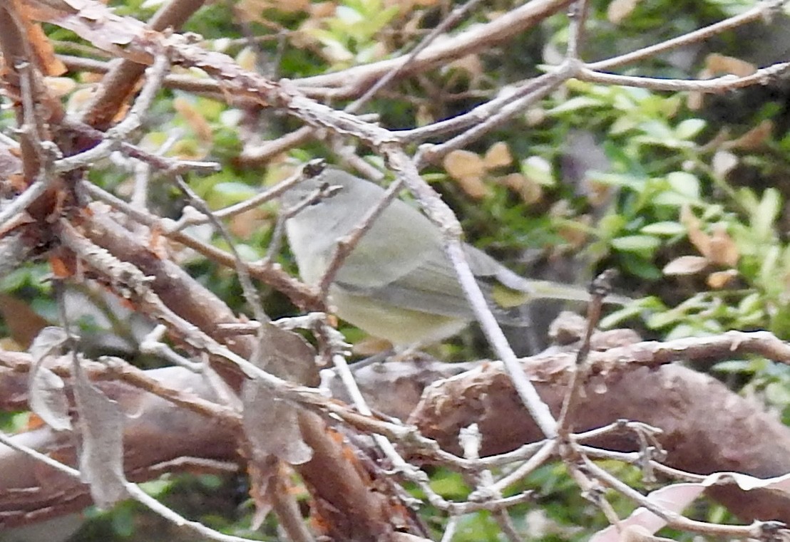 Orange-crowned Warbler - ML646520047