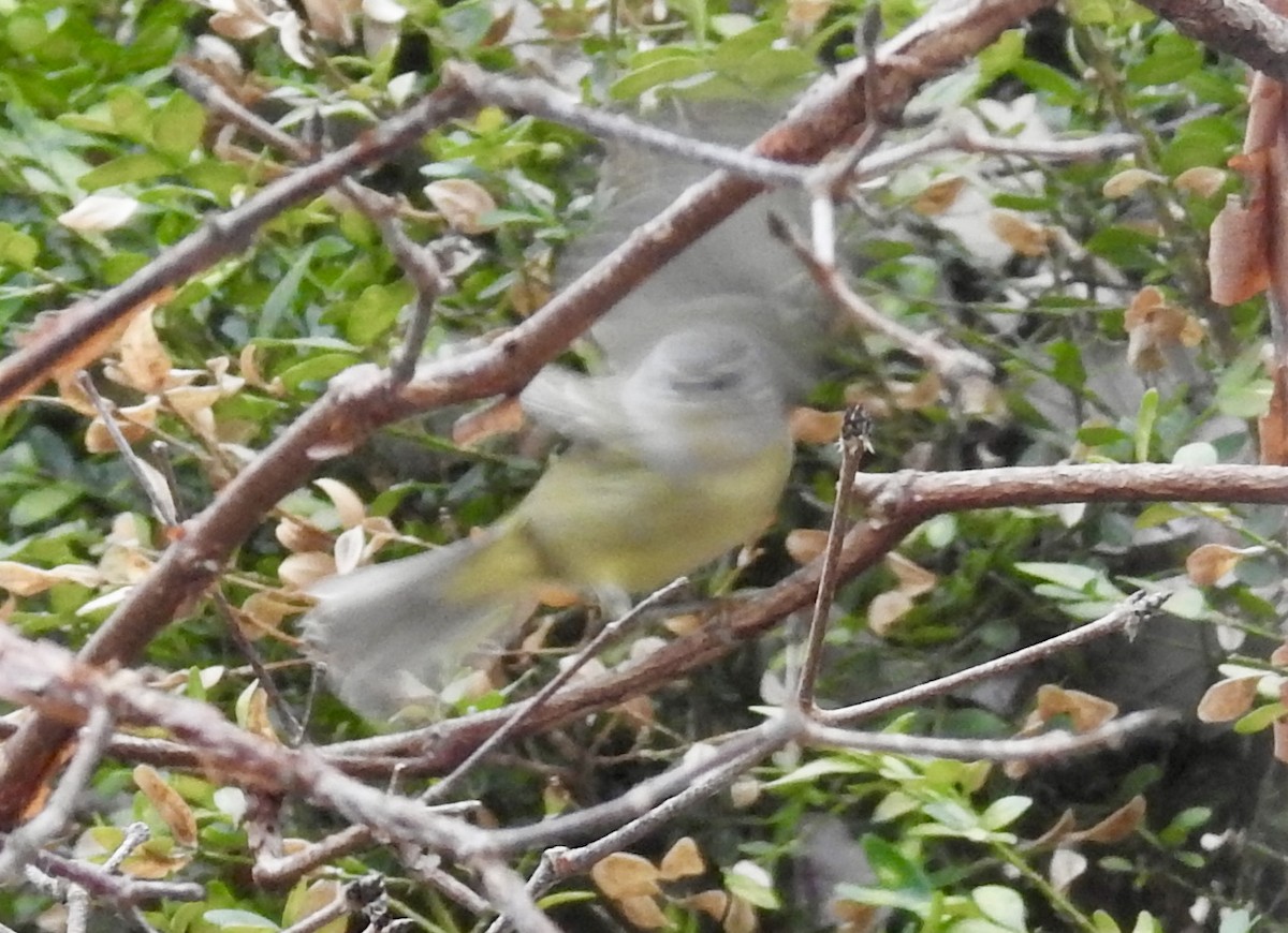Orange-crowned Warbler - ML646520048