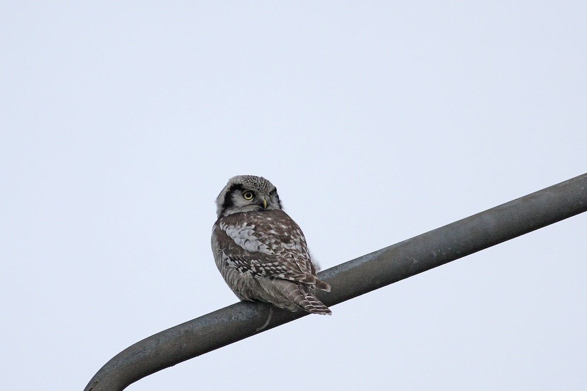 Northern Hawk Owl - ML646520054